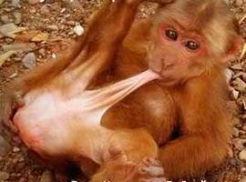 bi-sexualmonkey