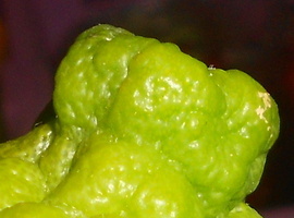 morsabob