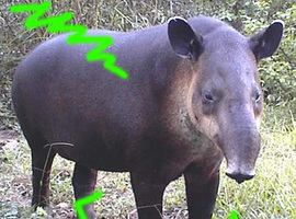 LoganofElectricTapir