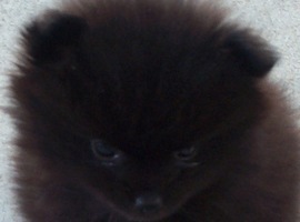ChronicFuzz