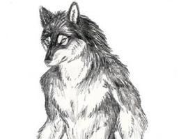 wolffangsage