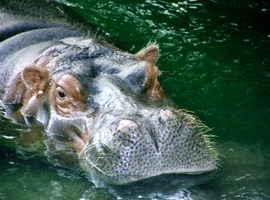Tapir23