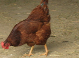 gugfug928