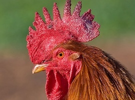 The-Master-Cock