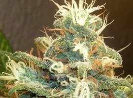 thermjuice