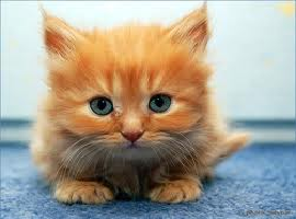 KittenBoy