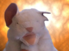 TheDoctorMouse