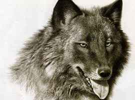 blackwolves101