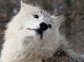 lithius