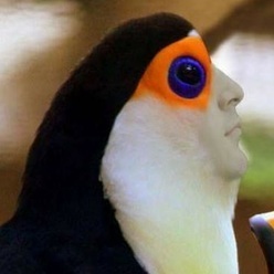 CheddarBird