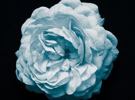 MatrixGravity