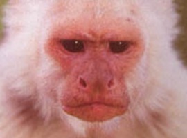 BloodMonkeyInferno