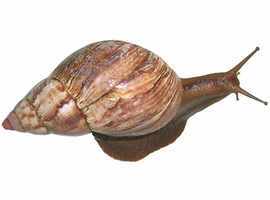 achatina