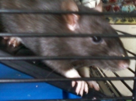 Mustelover