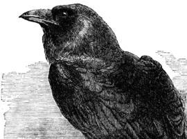 thelastraven