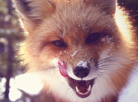 NewbieFox