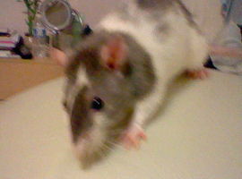 Metherat