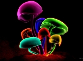 Magic-Mushroom