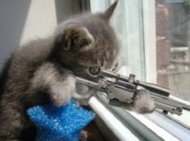 Killer-Cat