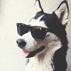 Crypticdog