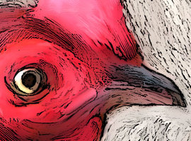 Battlecock