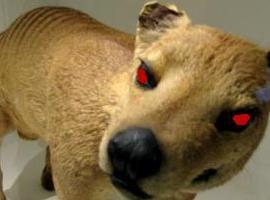 EvilThylacine