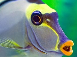 Venomousfish