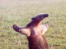 loganarbiter