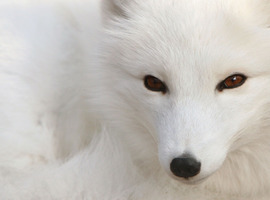 silverfox21