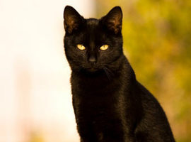 blackcat7