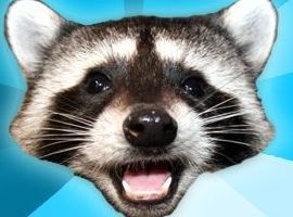 RacoonCitizen