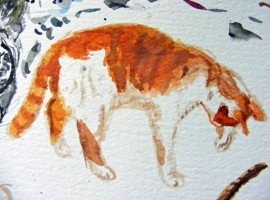 caracal-eyes