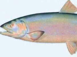 ArmoredSalmon