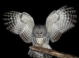 OwlSpirit