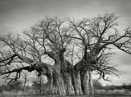 Arborescence