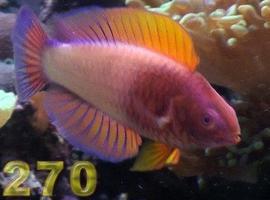 Pike270