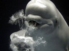 DolphinGuy