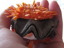 FossilClam