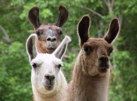 Llamadog12