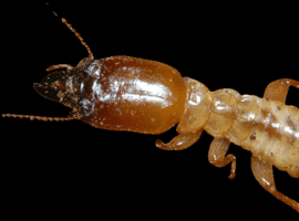 TerminatorTermite