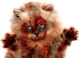 zombiecat
