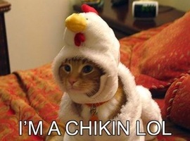 chickenpalooza