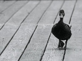 ITSDUCKY