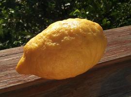 lemon42