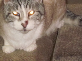 RedCat9
