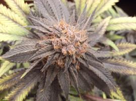 GrandDaddyPurp