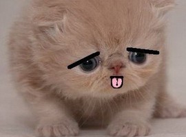 MittenDaKitten