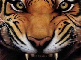 xtigerstriker