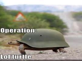Dinamicturtle