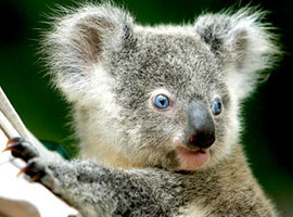KaylaKoala
